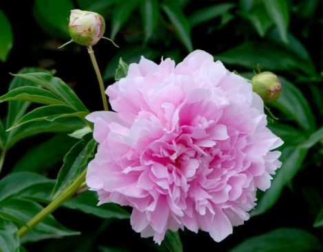 Artificial Fully Bloomed Giant Peony Bouquet for Interior Design