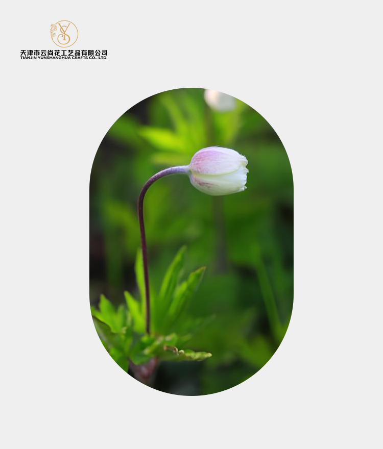 Artificial Anemone Flower Bud