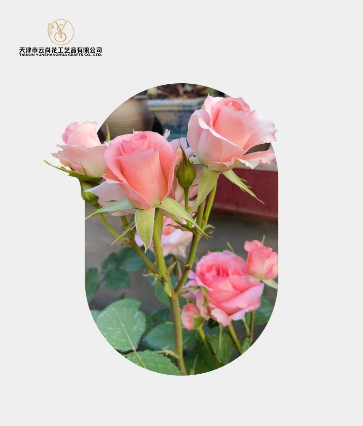 Artificial Cup Shaped Rose