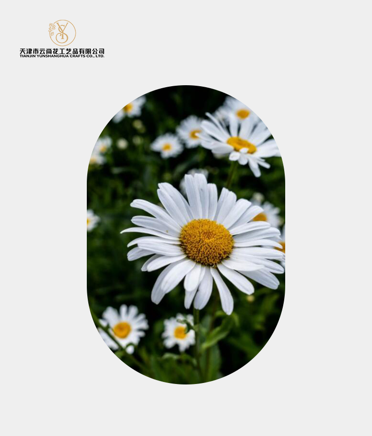 Artificial Half Bloomed Small Daisy