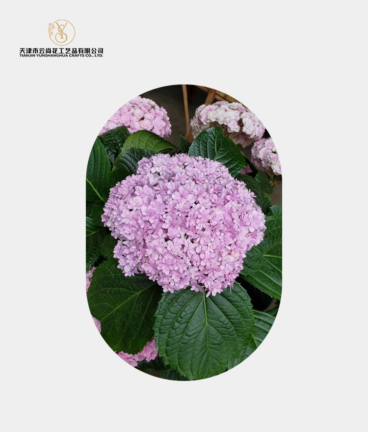 Artificial Large Double Flowered Hydrangea