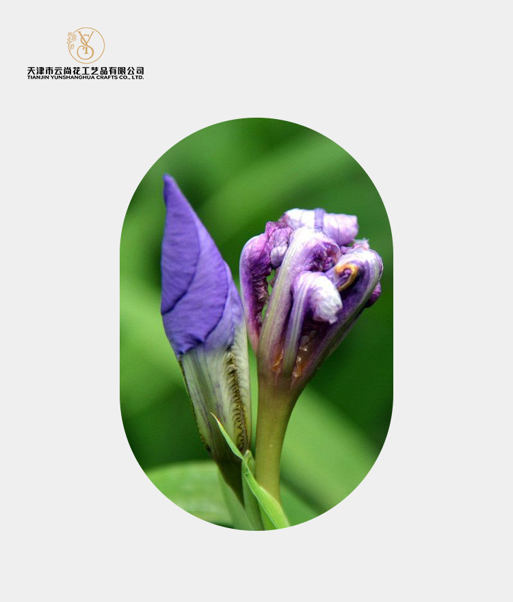 Artificial Purple Iris Bud