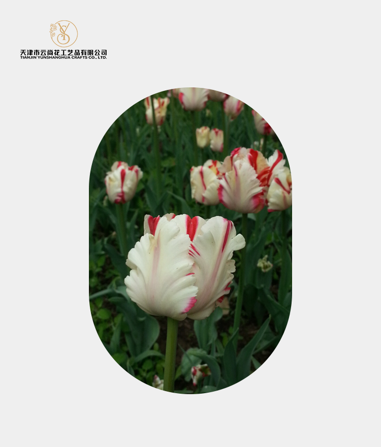 Artificial Ruffled Tulip