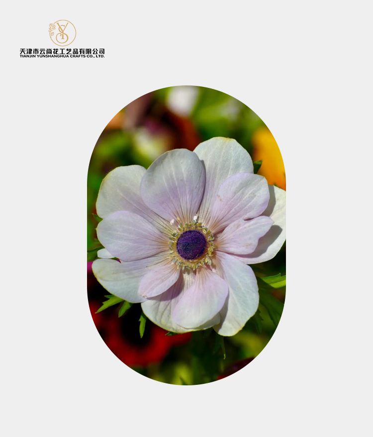 Artificial Standard Full Bloom Anemone