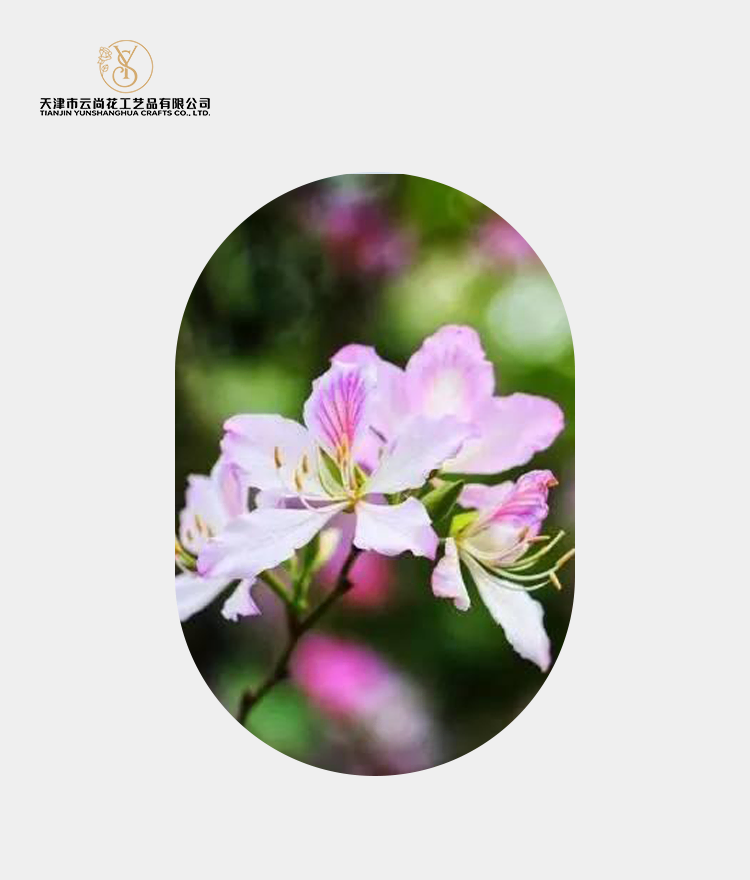 Artificial Standard Full Bloom Bauhinia