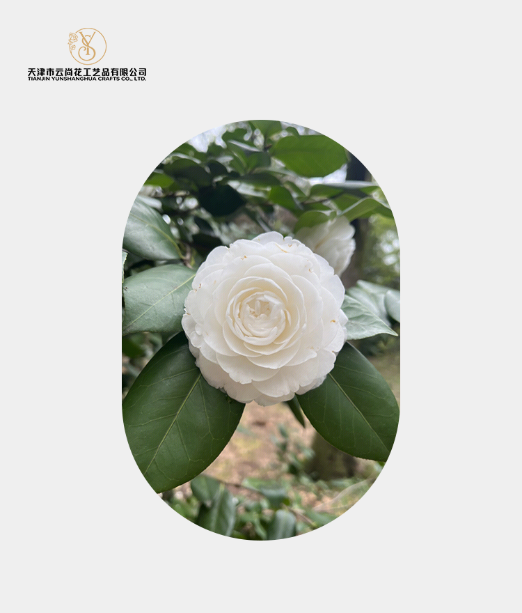 Artificial Standard Full Bloom Camellia