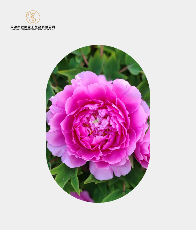 Artificial Standard Full Bloom Peony