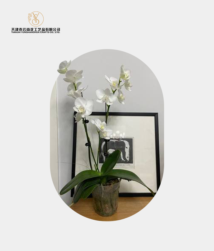 Artificial Standard Full Bloom Phalaenopsis