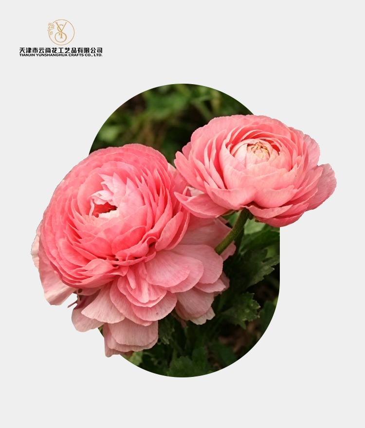 Artificial Standard Full Bloom Ranunculus