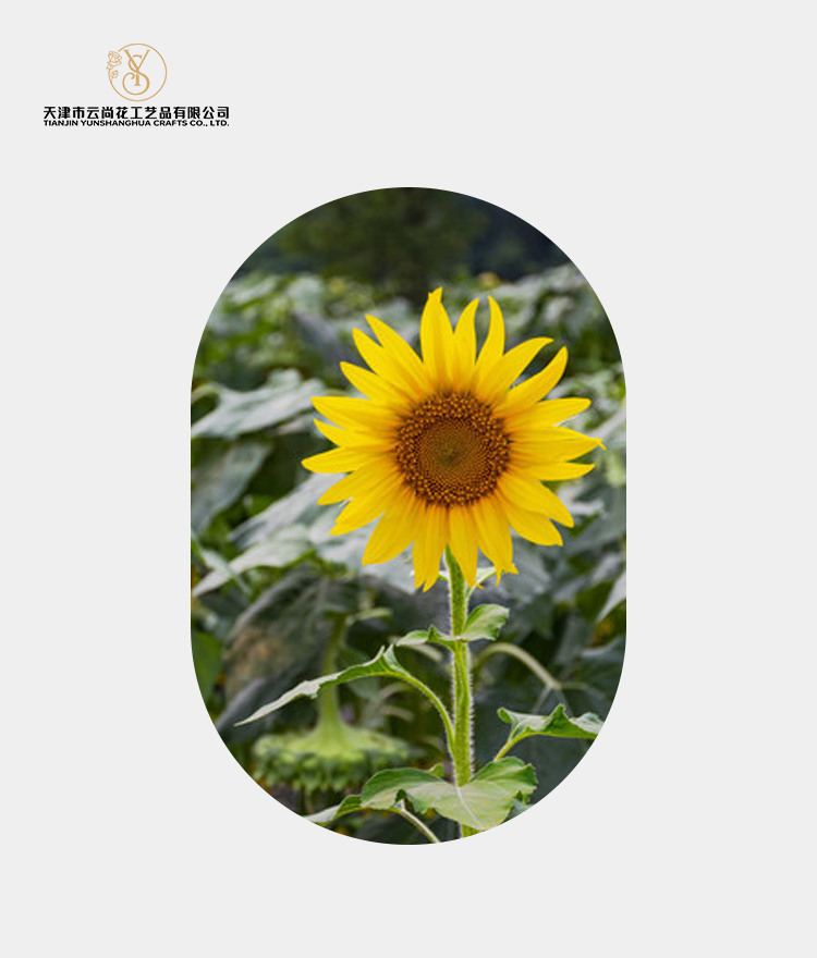 Artificial Standard Full Bloom Sunflower