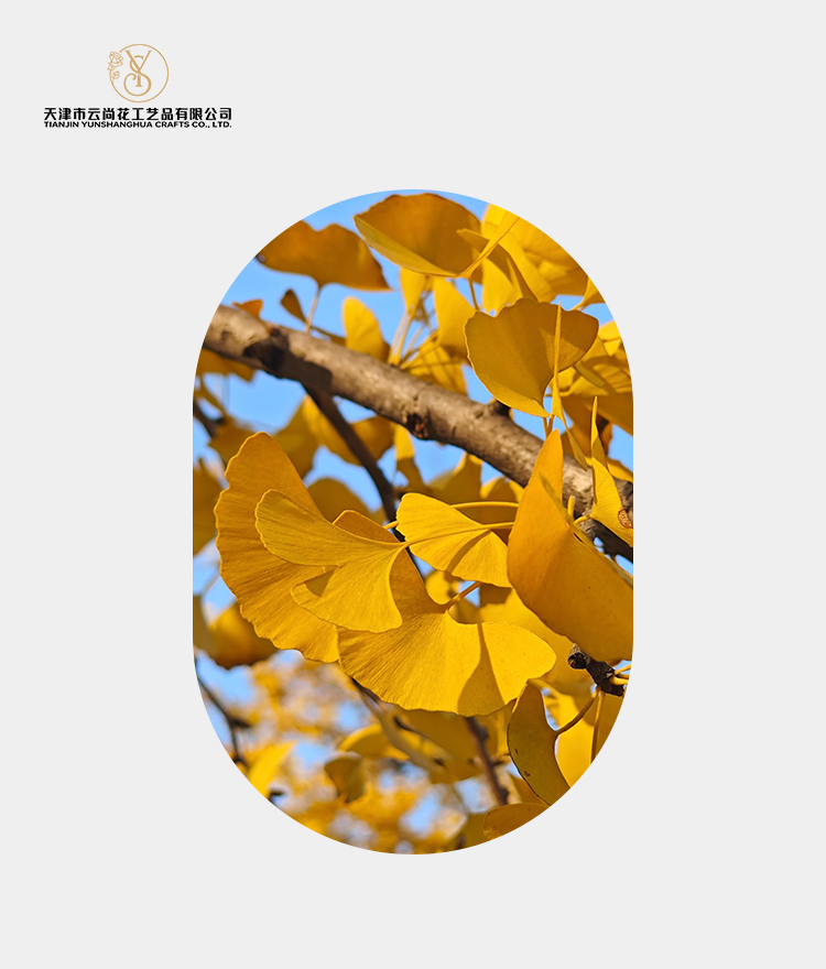 Artificial Standard Fully Opened Ginkgo Leaf