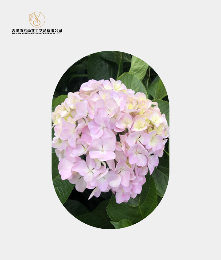 Artificial Standard Fully Opened Hydrangea