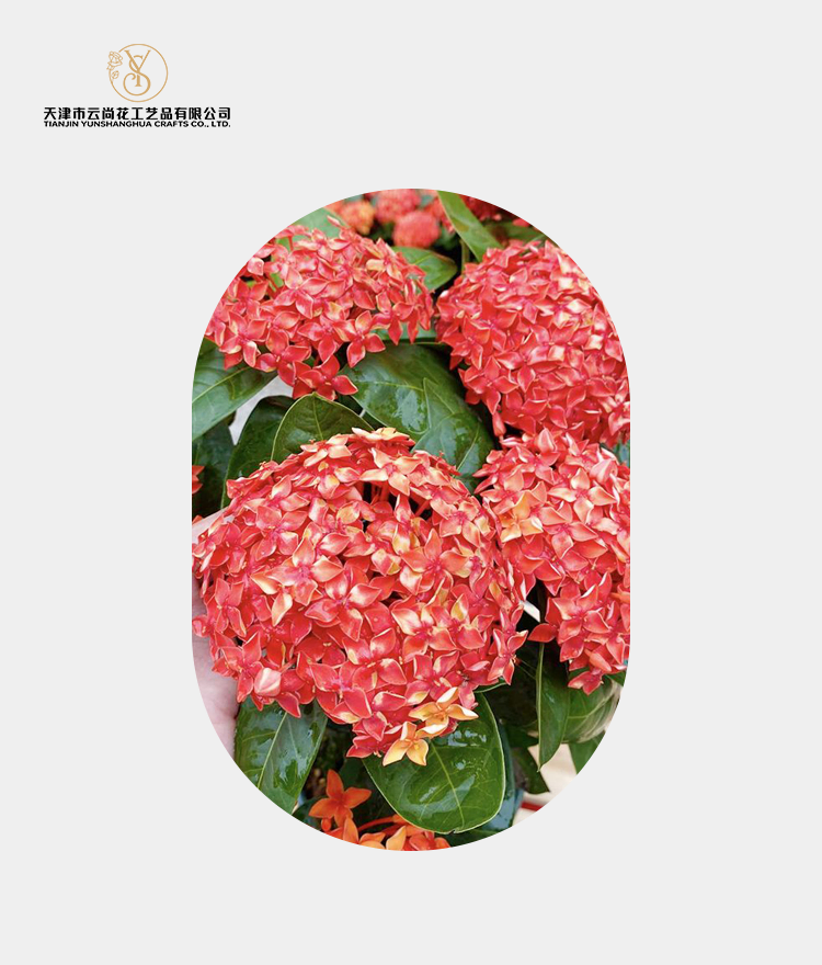 Artificial Standard Fully Opened Ixora