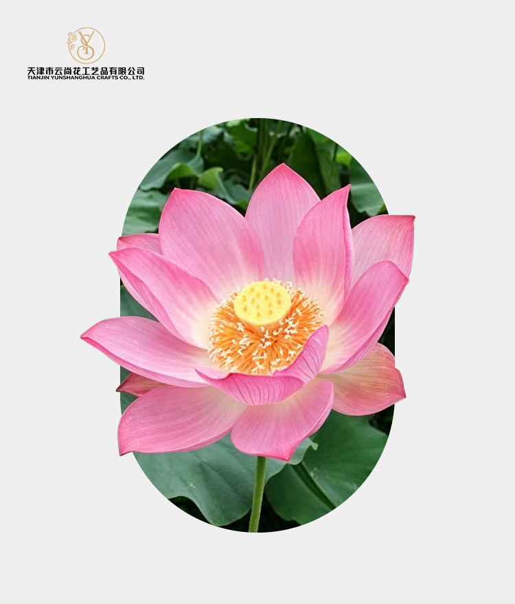 Artificial Standard Fully Opened Lotus Flower