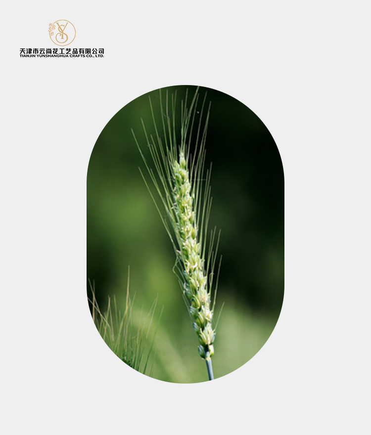 Artificial Tight Bud Wheat Ear